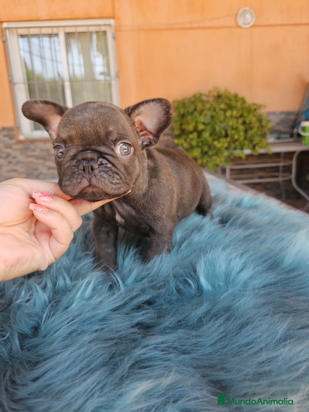 Bulldog Francés perros en venta: Bulldog francés cocoa - Imagen 3