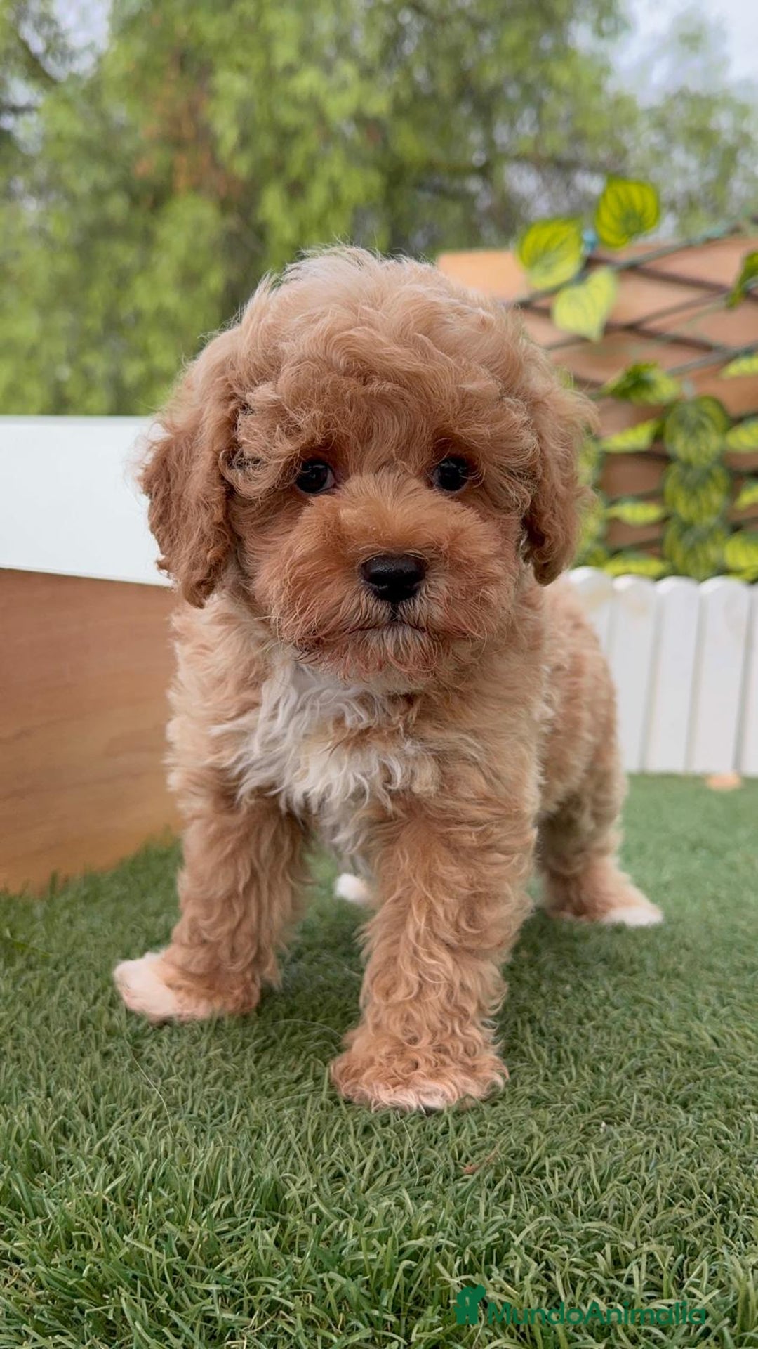 Raza Mixta perros en venta: CANICHE MACHO - Imagen 1