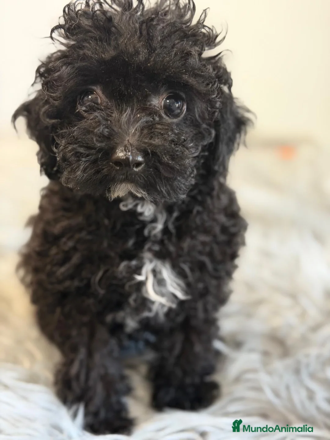 Caniche Toy perros en venta: Caniche toy💙🐾 - Anuncio 1