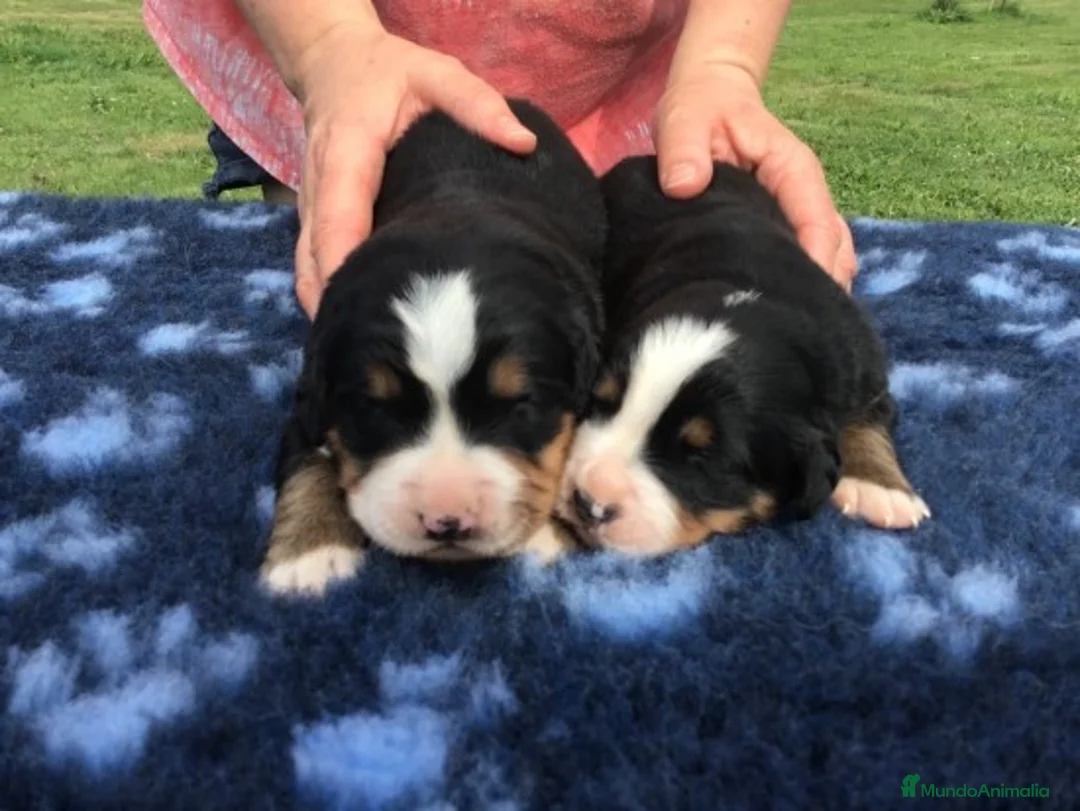 Imagen de galería {{count}}