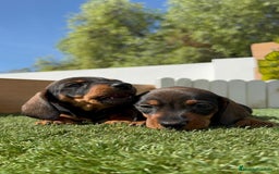 Teckel Miniatura perros en venta: TECKEL MINIATURA MACHO - Imagen 5