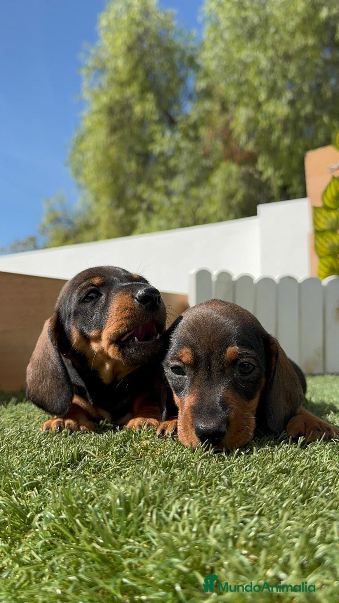 Teckel Miniatura perros en venta: TECKEL MINIATURA MACHO - Imagen 5