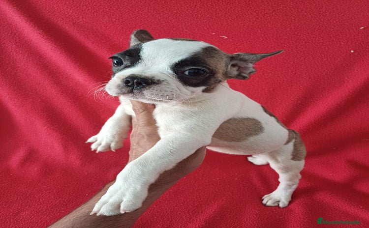 Bulldog Francés perros - Anuncio 1