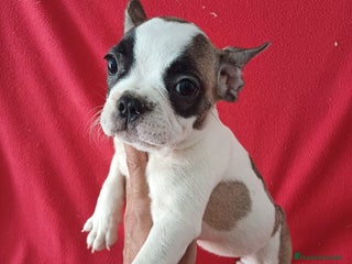 Bulldog Francés perros - Anuncio 1