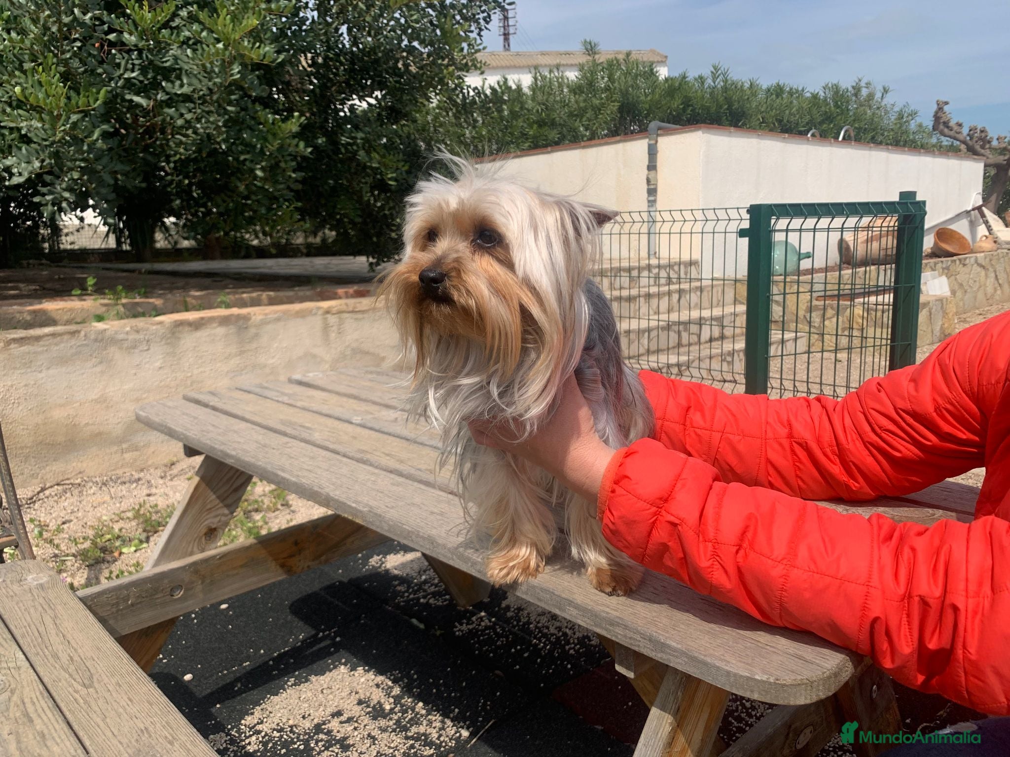 Yorkshire Terrier perros Yorkshire Toy - Anuncio 2
