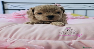 Maltipoo perros - Anuncio 3