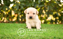 Labrador Retriever perros en venta: Cachorros de labrador dorado - Imagen 3