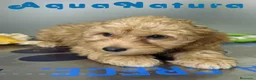 Havapoo perros en venta: Havapoo Macho de Haya y Can 8301 AQUANATURA - Anuncio 13