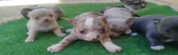 Chihuahua perros en venta: Chihuahuas Toy colores exóticos  en Córdoba - Anuncio 1