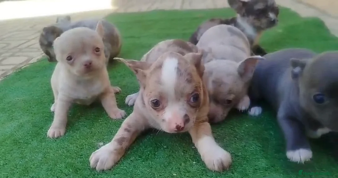 Chihuahua perros en venta: Chihuahuas Toy colores exóticos  en Córdoba - Anuncio 1