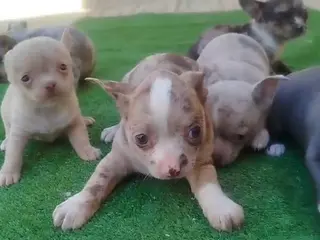 Chihuahua perros Chihuahuas Toy colores exóticos - Anuncio 2