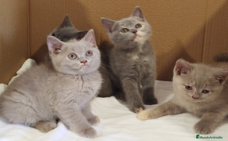 Británico de Pelo Corto gatos - Propaganda 1