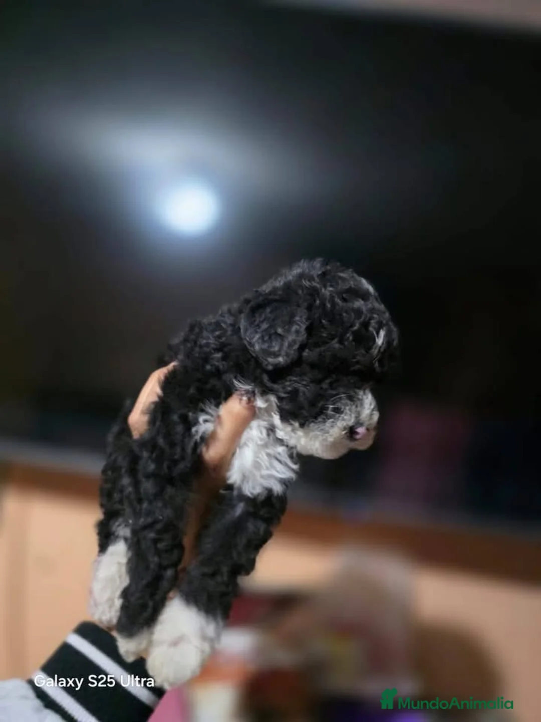 Perro de Agua Español perros en venta: Perro de agua español  - Anuncio 2