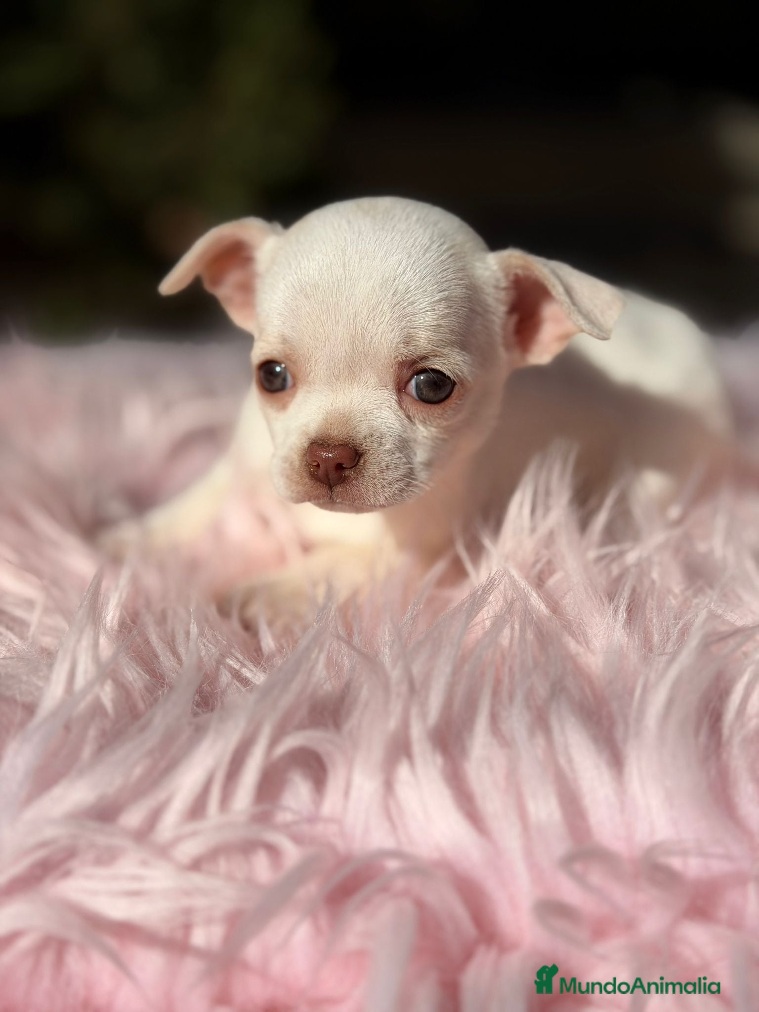 Chihuahua perros Chihuahua Blanca - Anuncio 2