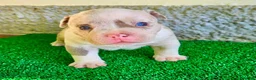 American Bully perros en venta: American Bully Pocket  - Anuncio 8