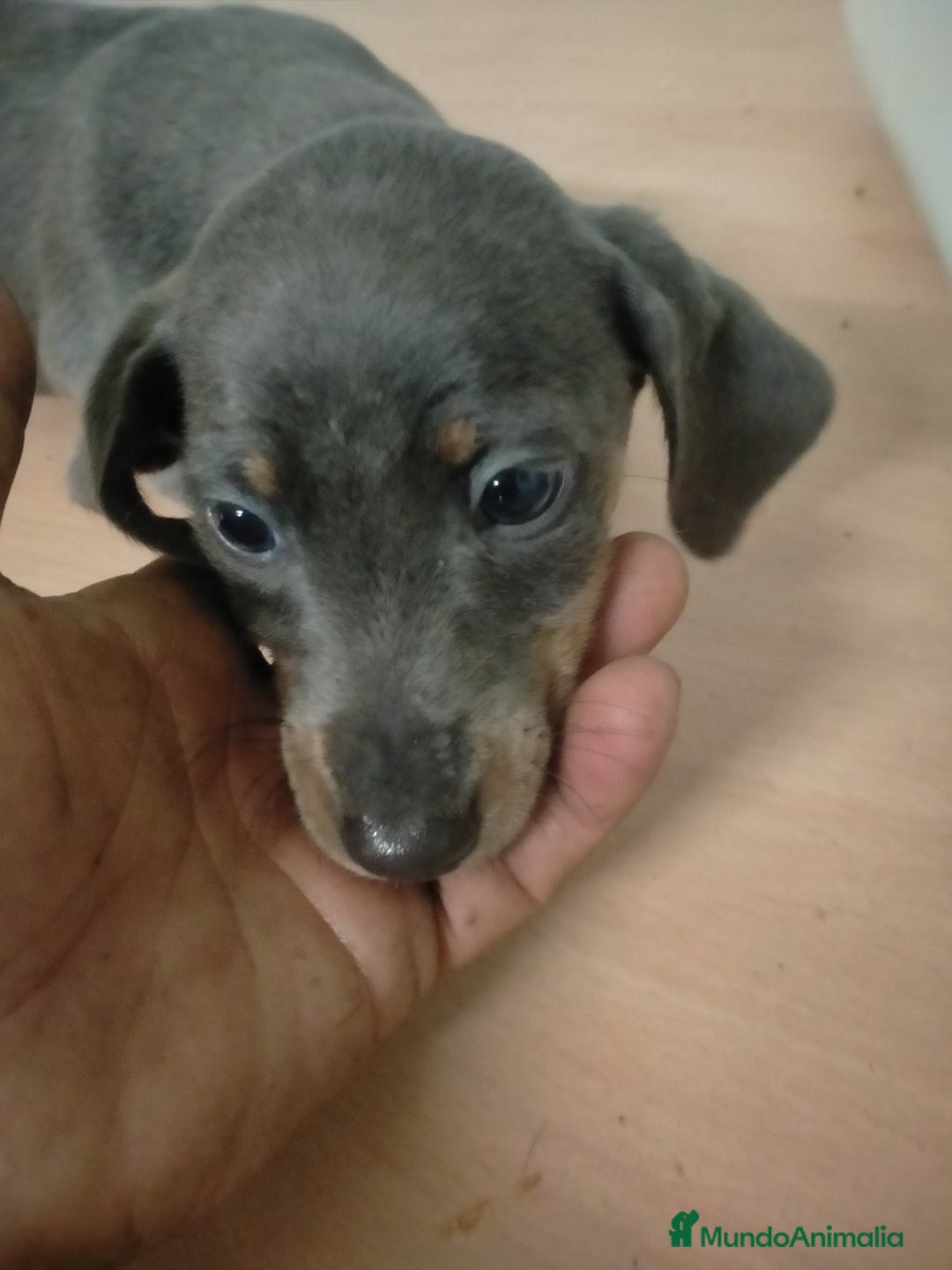 Teckel Miniatura perros en venta: Machito de teckel blue  - Anuncio 1