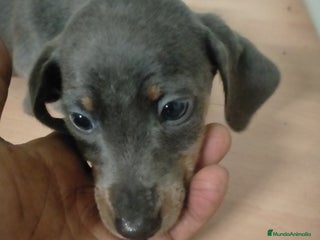 Teckel Miniatura perros Machito de teckel blue - Anuncio 2