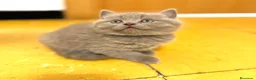Británico de Pelo Corto gatos en venta: British Lilac  - Anuncio 5