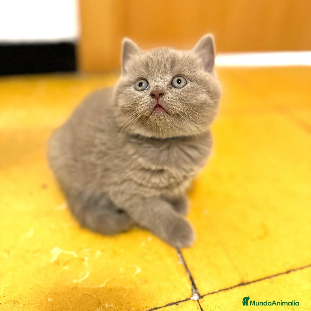 Británico de Pelo Corto gatos en venta: British Lilac  - Anuncio 5