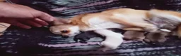 Chihuahua perros en venta: Camada Flapi Chihuahua  - Anuncio 11