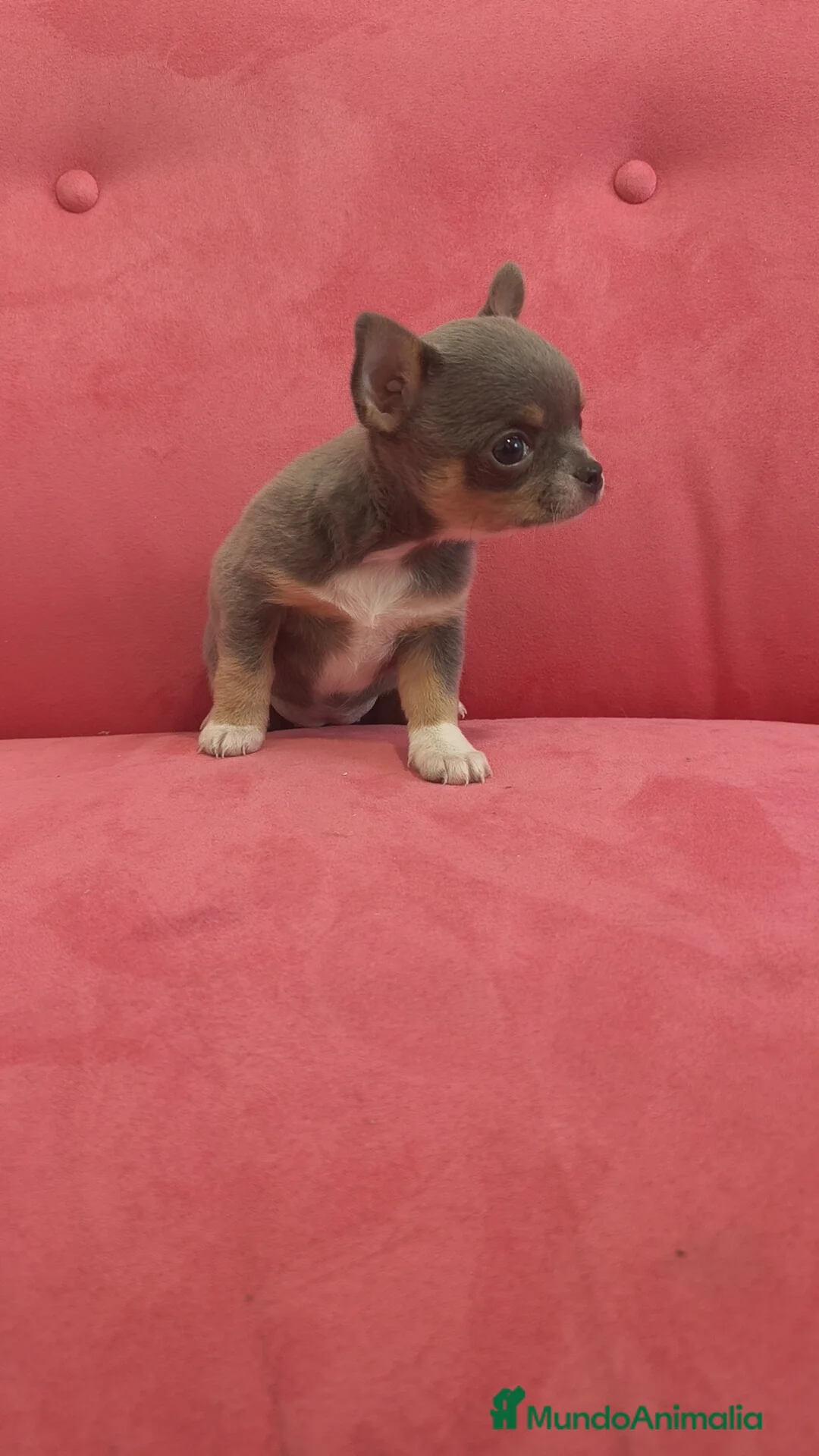 Chihuahua perros en venta: Chihuahua Toy Blue tricolor hembra especial  - Anuncio 11