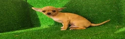 Chihuahua perros en venta: Chihuahua  - Anuncio 3