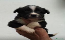 Border Collie perros en venta: BORDER COLLIE NUEVA CAMADA  - Imagen 2