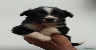 Border Collie perros - Anuncio 8