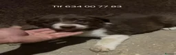 Border Collie perros en venta: Linda cachorra border collie chocolate  - Anuncio 1