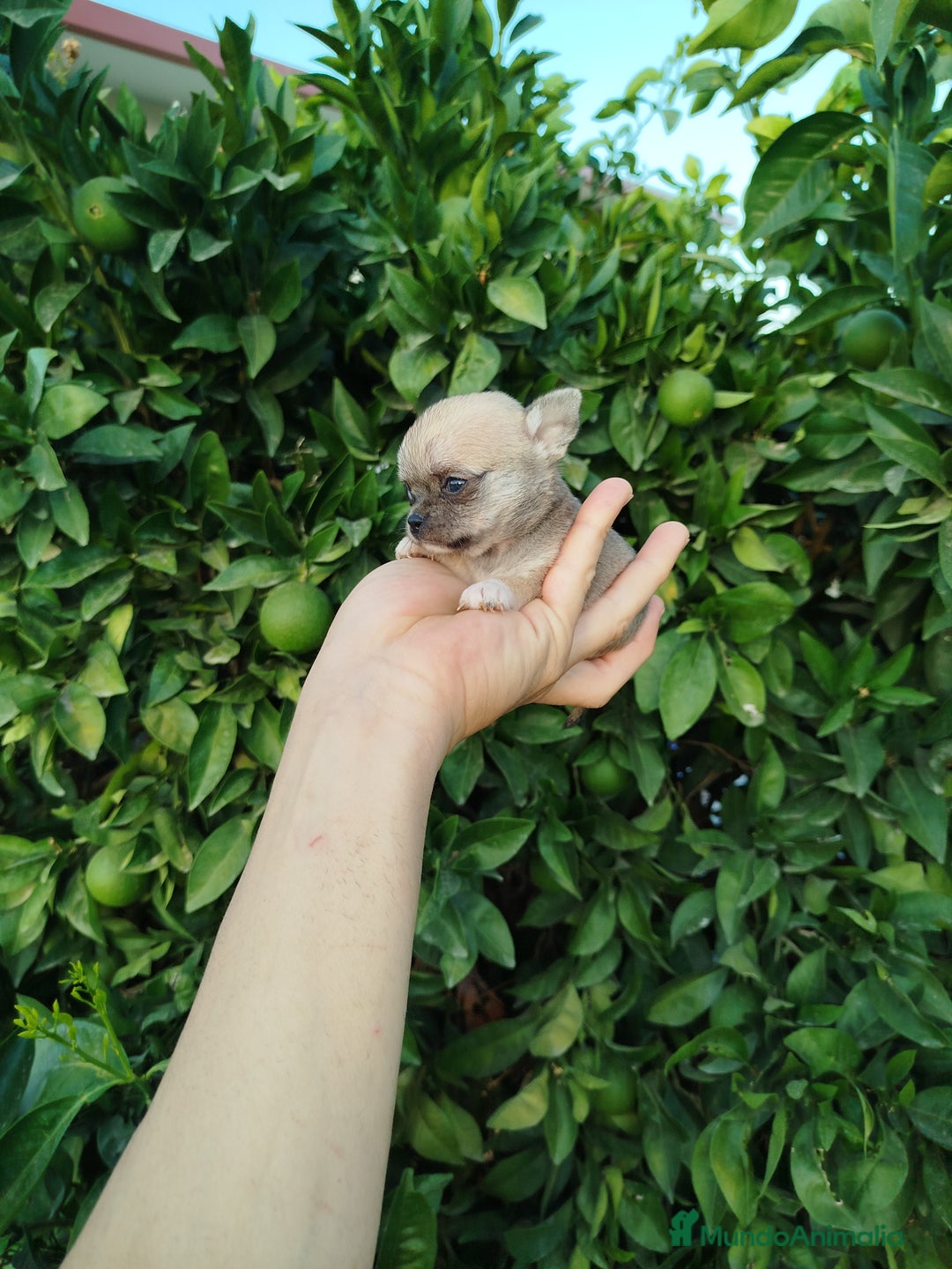 Chihuahua perros en venta: Chihuahua Toy  - Imagen 6