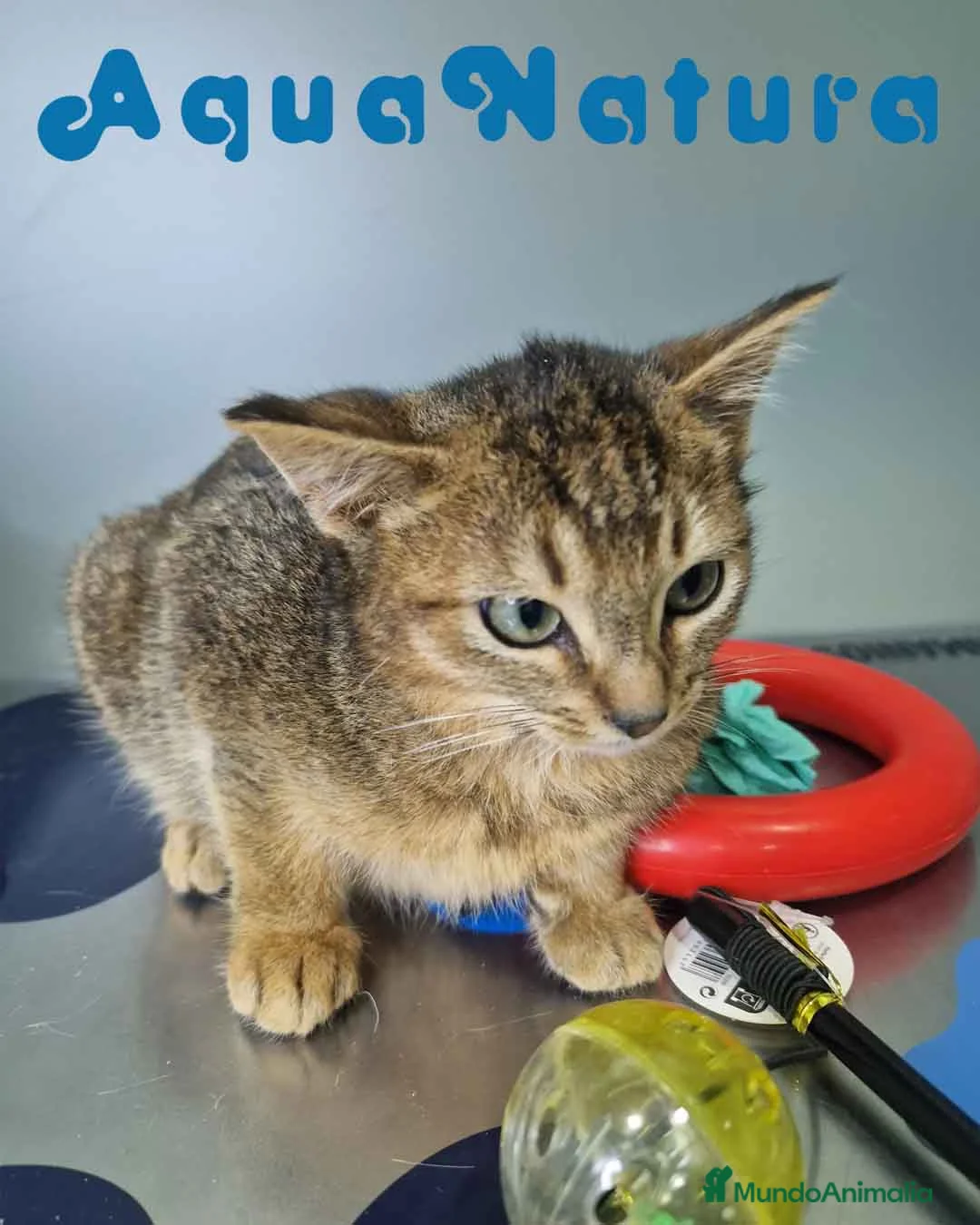 Abisinio gatos en venta: Abisinio Hembra de Santa 1934 AQUANATURA - Anuncio 5