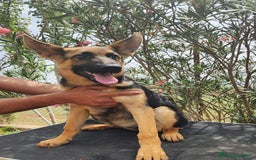 Pastor Alemán perros en venta: PASTOR ALEMAN - Imagen 2