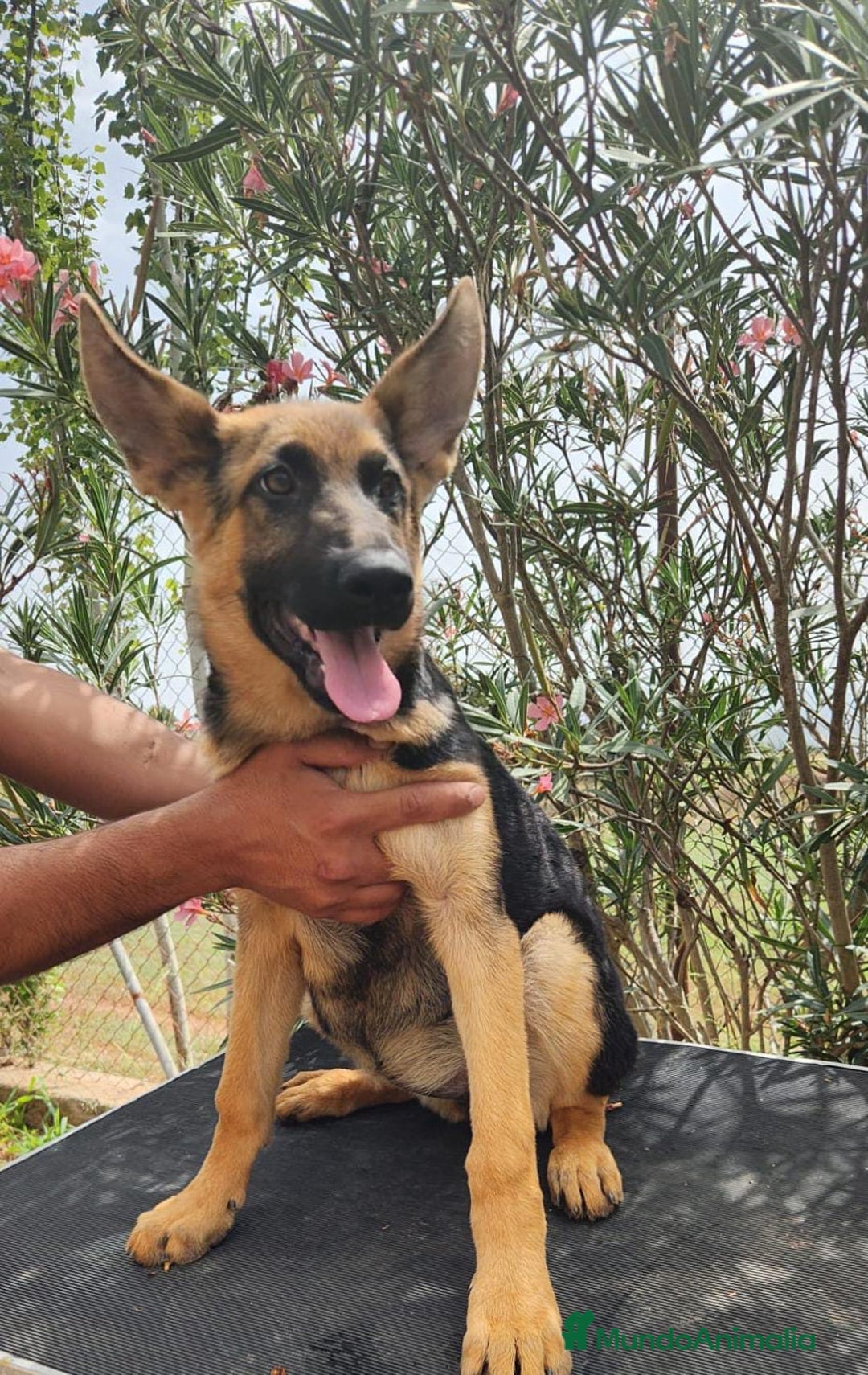 Pastor Alemán perros en venta: PASTOR ALEMAN - Imagen 2