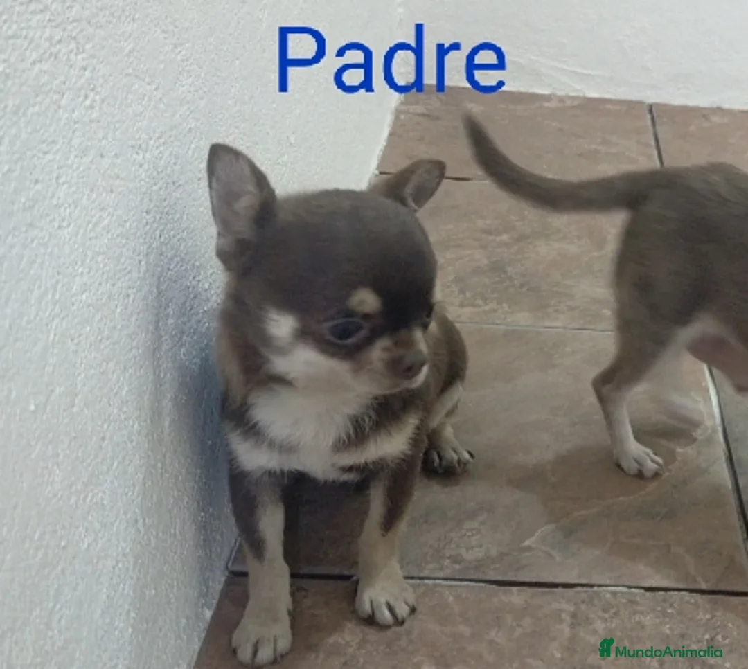 Chihuahua perros en venta: Chihuahua toy - Anuncio 5