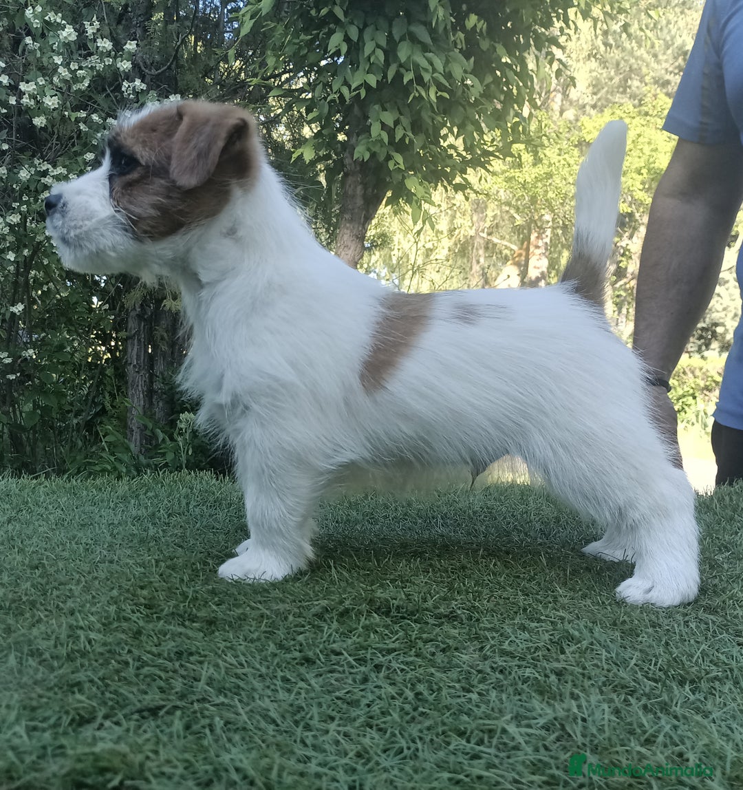 Jack Russell Terrier perros en venta: Cachorros de Jack Russell - Imagen 6