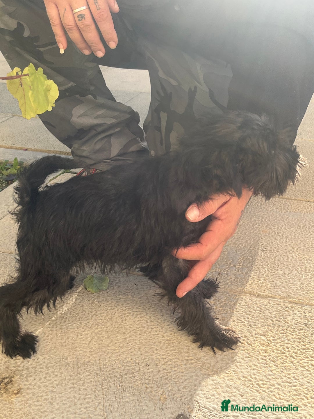 Schnauzer Miniatura perros en venta: Schnuzer min - Anuncio 8