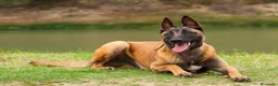 Pastor Belga Malinois perros en venta: PASTOR BELGA MALINOIS  - Anuncio 4