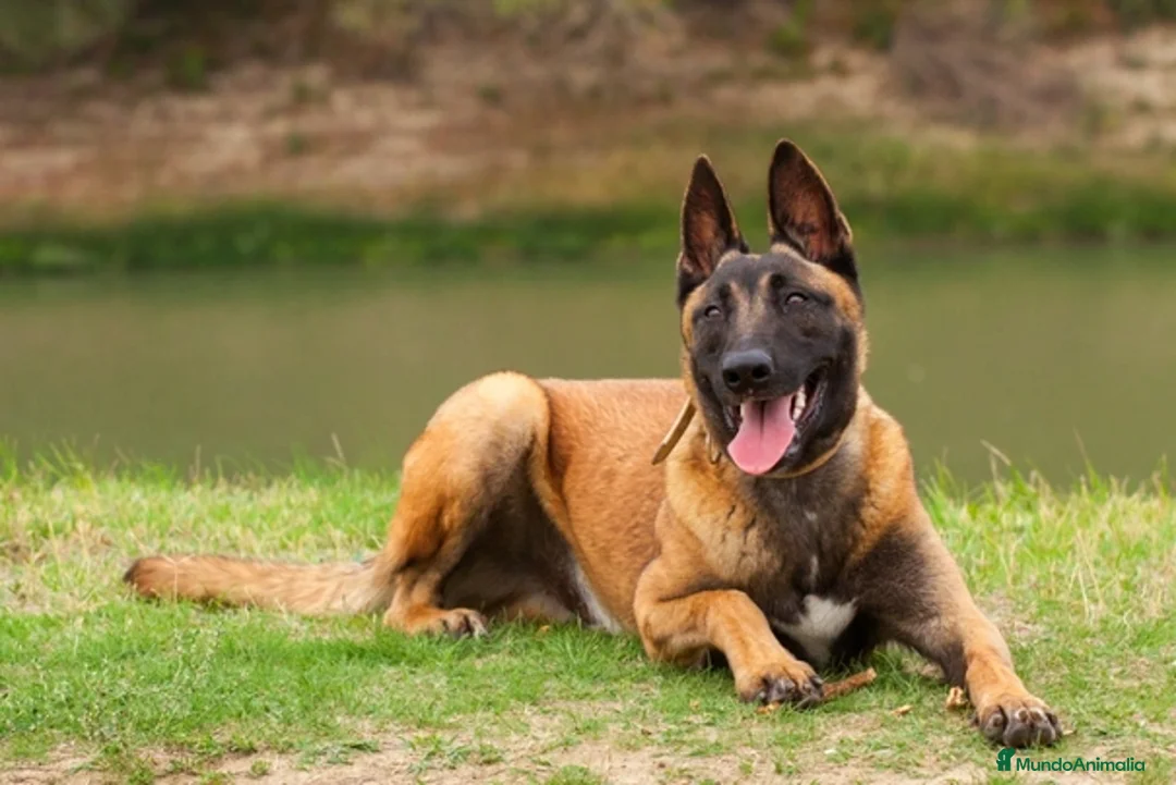 Pastor Belga Malinois perros en venta: PASTOR BELGA MALINOIS  - Anuncio 4