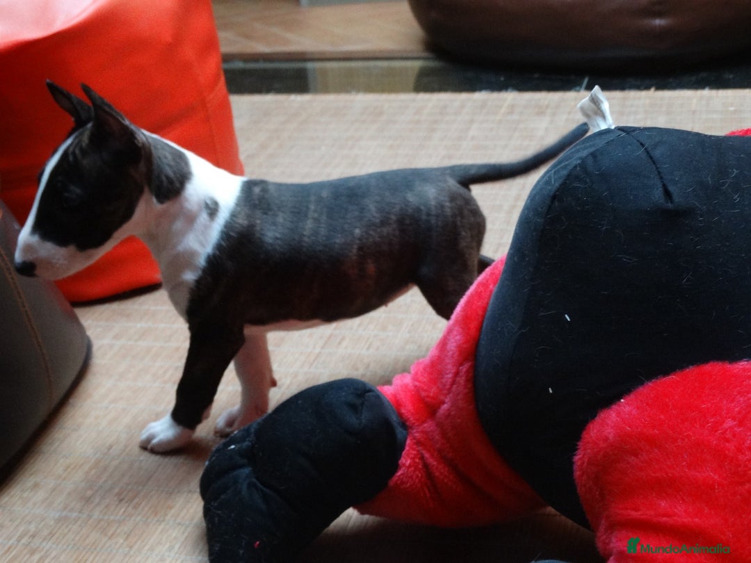Bull Terrier perros en venta: CAMADA BULL TERRIER - Imagen 5
