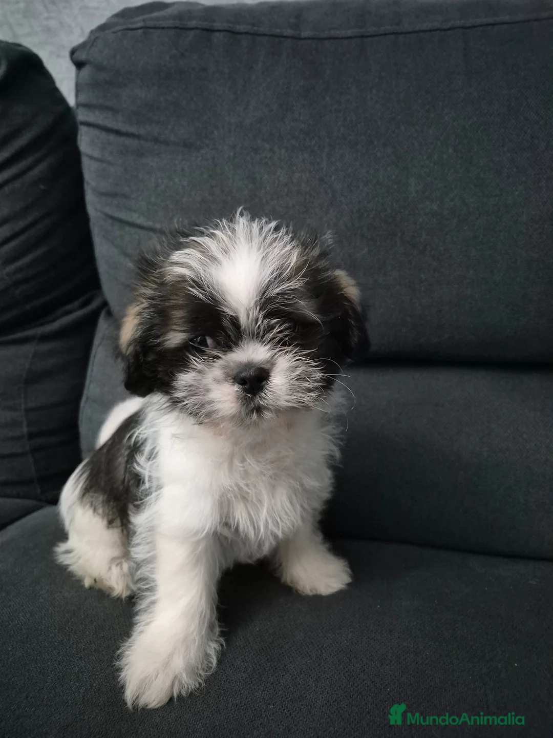 Shih Tzu perros en venta: Preciosos shit shu - Anuncio 4