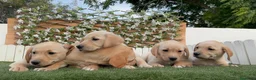 Labrador Retriever perros en venta: LABRADOR RETRIEVER - Anuncio 8