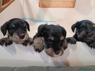 Schnauzer Miniatura perros Schnauzer mini negro-plata - Anuncio 25