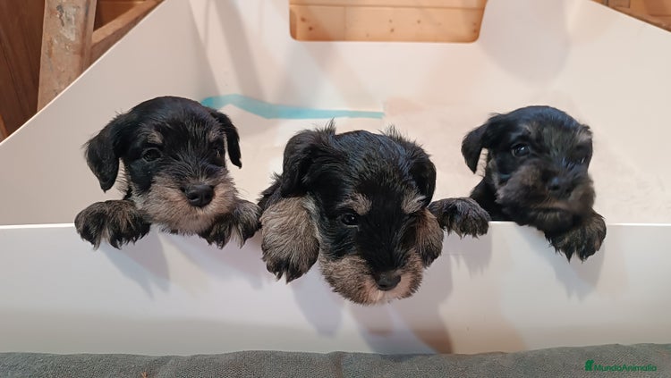 Schnauzer Miniatura perros Schnauzer mini negro-plata - Anuncio 1