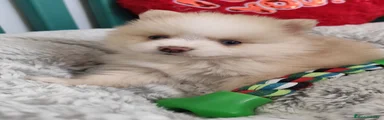 Pomsky 2