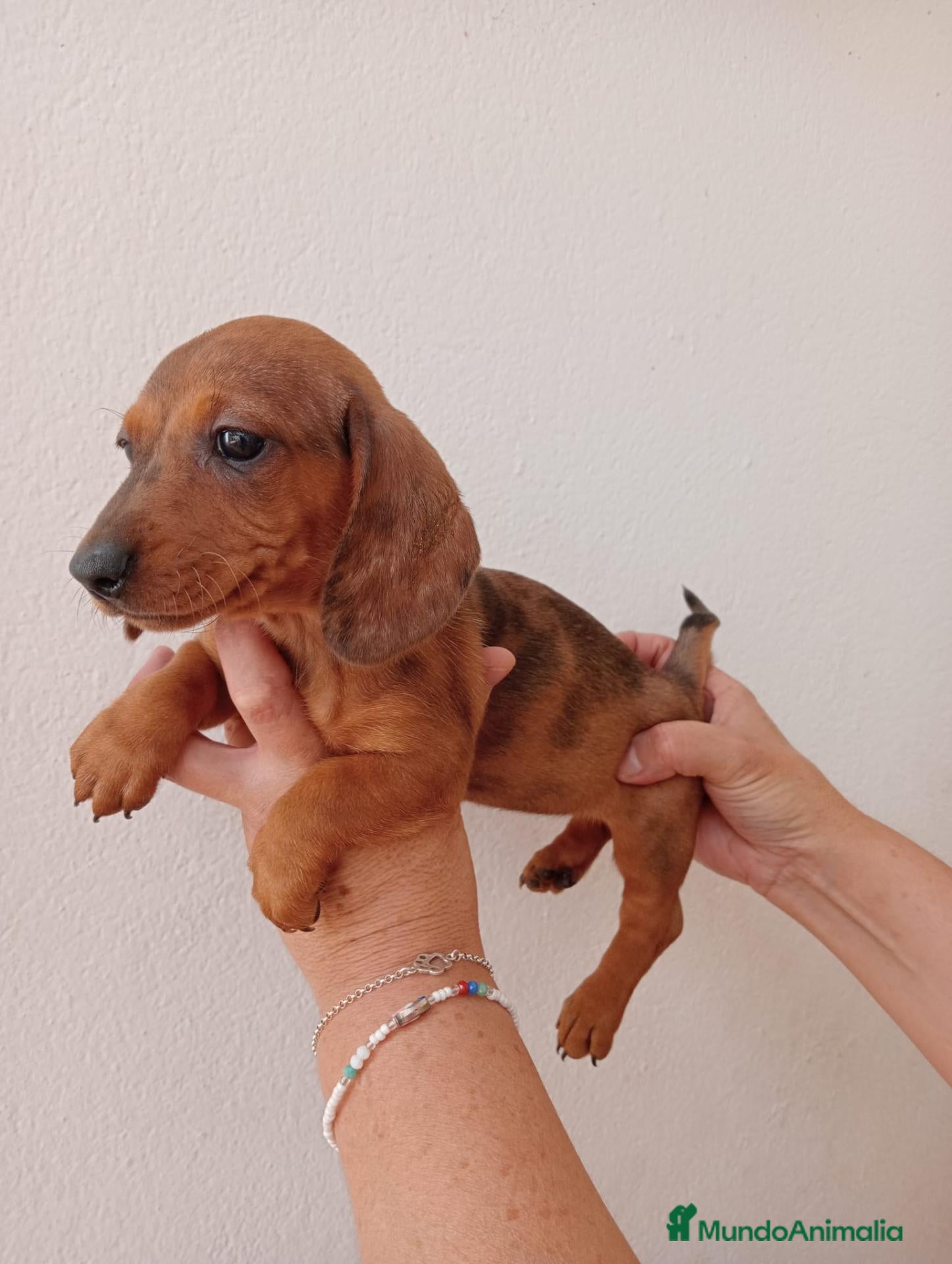 Teckel Miniatura perros Teckel Miniatura - Anuncio 3