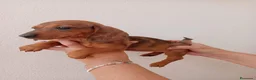 Teckel Miniatura perros en venta: Teckel Miniatura - Anuncio 1