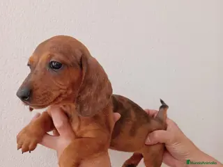 Teckel Miniatura perros Teckel Miniatura - Anuncio 2