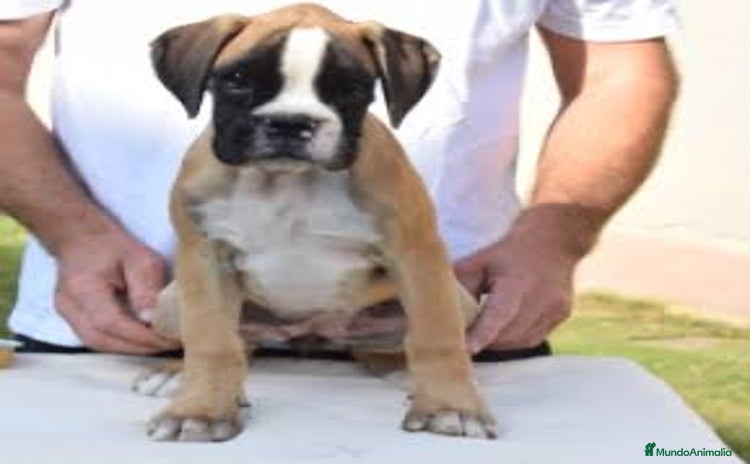 Boxer perros - Anuncio 1
