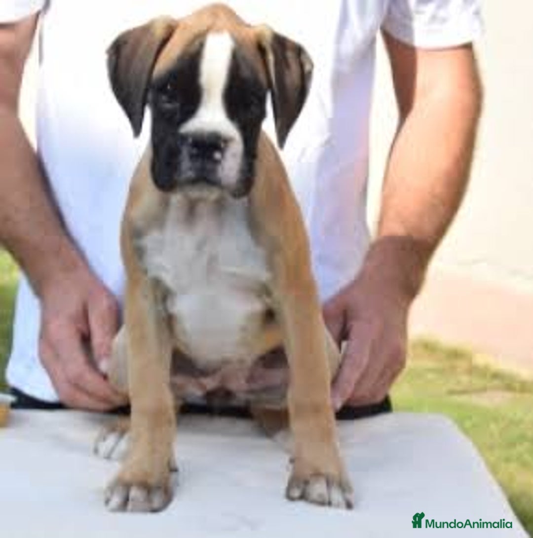 Boxer perros en venta: Boxer 2 Meses | Entrega Inmediata ♀️♂️ - Imagen 1