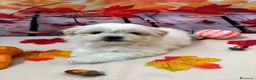 Shih Tzu perros en venta: Shih tzu Macho Bicolor!!! - Anuncio 5